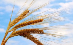 На Ставрополье убран первый миллион тонн зерновых