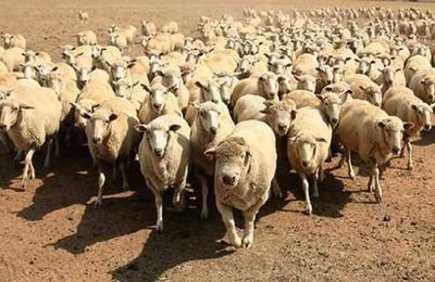 Ставропольский край вошел в лидирует по росту поставок Баранины