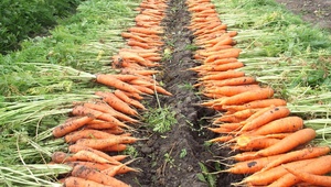 Аграрии края продолжают уборку моркови