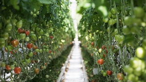 Первая очередь тепличного комплекса по выращиванию салатных культур открыта в Ставропольском крае