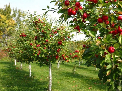 На Ставрополье за год заложили 64,2 гектара плодопитомников