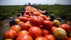 Ставропольские томаты составляют 16% от общероссийского производства