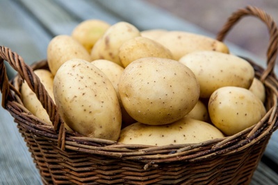 Темпы уборки картофеля на Ставрополье вдвое выше прошлогодних