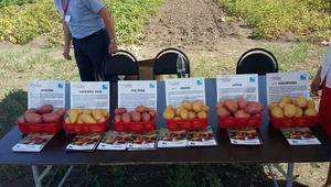 Более 20 новых сортов картофеля представили отечественные производители в Предгорном районе