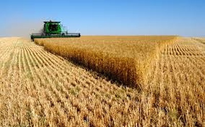 Экспорт зерна со Ставрополья вырос на 30 процентов