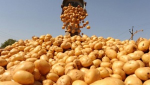 Ставропольские овощеводы осваивают новые сорта картофеля