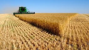 Экспорт зерна со Ставрополья вырос на 30 процентов