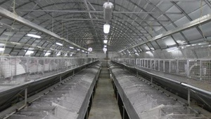 В Ставропольском крае запущено промышленное производство мяса уток
