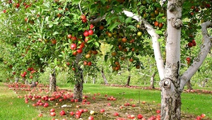 На Ставрополье заложено 27 суперинтенсивных яблоневых садов