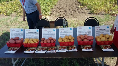 Более 20 новых сортов картофеля представили отечественные производители в Предгорном районе