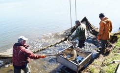 Окна возможностей. Членская организация ТПП СК поздравила рыбоводов региона