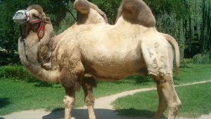 На Ставрополье разводят двугорбых верблюдов