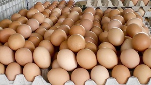 В Благодарненском городском округе производят 43% яиц от сельхозпредприятий края