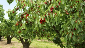 Черешневый сад заложат в Ипатовском округе.