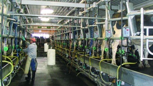 На Ставрополье с помощью господдержки модернизируют молочно-товарные фермы