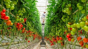 На Ставрополье планируется реализация новых проектов с сфере овощеводства